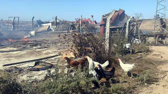 Tekirdağ'da alevler çiftlikleri yuttu