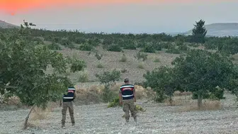 Şanlıurfa’da fıstık hasadı jandarma koruması altında yapılıyor