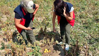 Afyon’da patates tarlalarında kritik denetim mesaisi