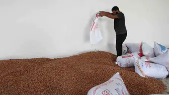 Kandıralı çiftçinin yüzü güldü: Hasat artık değerinde satılıyor