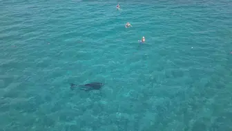 Alanya kıyılarında beklenmedik misafir şaşkınlık yarattı
