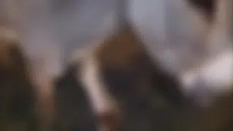 Çankırı yolunda eşek kazası trafiği birbirine kattı
