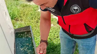 Afyon’da çiftçinin kabusu haziran böceğine yerli çözüm