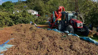 Fındık hasadı bitti, sıra patozda Ordu'da harmanlar yeniden hareketlendi