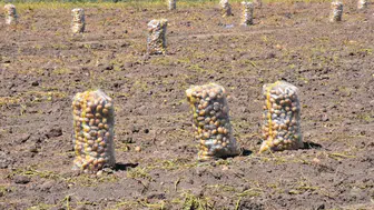 Sandıklı patatesinde hasat vakti