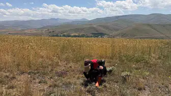 Bayburt tarlalarında zararlı alarmı sürüyor