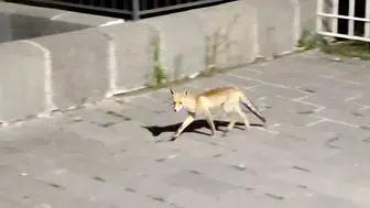 Ardahan sokaklarında gece yarısı davetsiz misafir