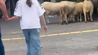 Bolu’da alışveriş merkezine giren koyun sürüsü şaşkınlık yarattı