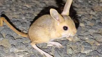 Elazığ’da gece yolculuğuna çıkan nadir Arap tavşanı görüntülendi