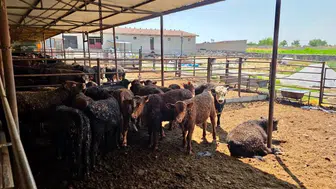 Afyonkarahisar'da ithal sığırlar için sağlık taraması başladı