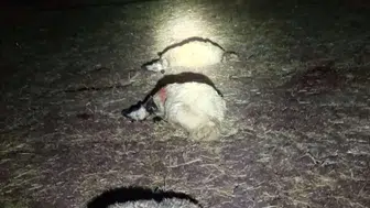 Gece yarısı ağıla düşen yıldırım 21 koyunu öldürdü