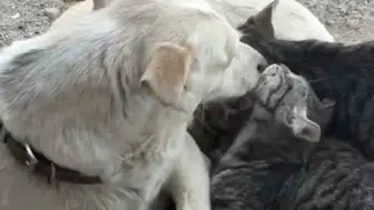 Çanakkale’de yürekleri ısıtan dostluk Anne köpek kedilere sahip çıktı