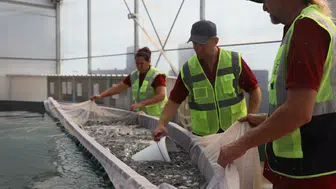 Muğla'nın mavi hazinesi 900 milyon yavru balık 5 ülkeye ihraç ediliyor