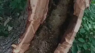 Bingöl ormanlarında tesadüfen keşfettiler: Ağaç kovuğundan bal fışkırdı