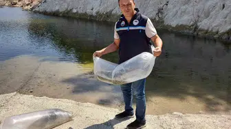 Soma göllerine 250 bin sazan takviyesi yapıldı