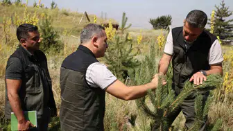 Erzurum'un zirveleri yeşilleniyor