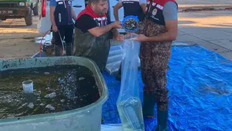 İpsala’da yetişen milyonlarca sazan göllerle buluşuyor