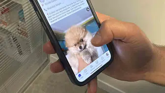 Köpek sahiplendirme yalanıyla binlerce liralık vurgun