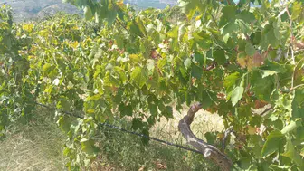 Hasat vakti gelen bağa gece baskını: İki tonluk emek bir gecede buharlaştı