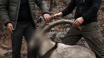 Siirt’te altı yıl önce vurulan yaban keçilerinin hesabı soruldu