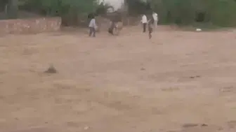 Kovalamaca boynuzla bitti, inek sahibini hastanelik etti