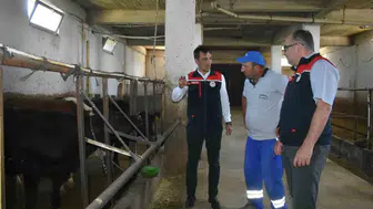 Bayburtlu üreticilerin ahırlarına Angus desteği