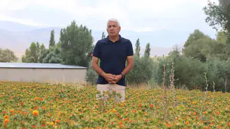 Emekli memur tarlaya döndü Kayseri’de aspir üretimiyle bölgeyi kalkındırıyor
