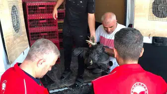 Çelikhan’da ihtiyaç sahibi ailelere tavuk desteği
