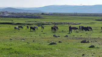 Ardahan’da kuduz paniği Bir mahalle karantinaya alındı