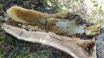 Köylünün gözü ağaç kovuğuna takıldı, içinden bal fışkırdı