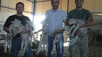 Manyas'ta 1,1 milyonluk koçun ilk kuzuları Üçüz ve ikizler geldi