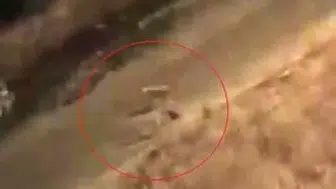 Siirt Baykan sokaklarında köpeklerin kediye saldırısı anbean görüntülendi