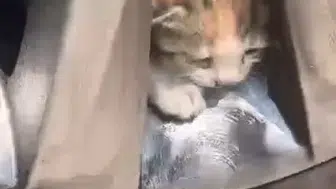 Elazığ’da otomobilin jantına yuva yapan kedi ailesi kurtarıldı