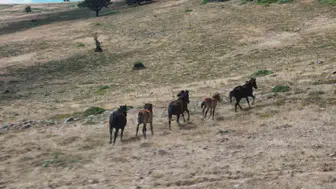 Ankara'nın yüksek yaylalarında özgürce koşan yılkı atları görüntülendi