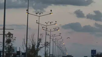Çorlu yolunda leyleklerin şaşırtan mola yeri