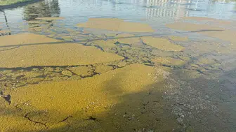 Iğdır Millet Bahçesi havuzundaki kirlilik vatandaşları rahatsız etti