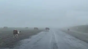 Ilgar Dağı’nda sis ve hayvan sürüsü sürücüleri terletti