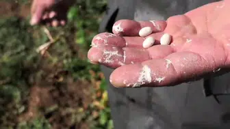 İspir fasulyesi için geri sayım başladı, fiyatı belli oldu