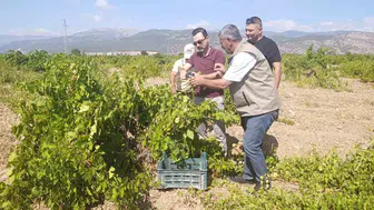 İslahiye bağlarında hasat mesaisi başladı
