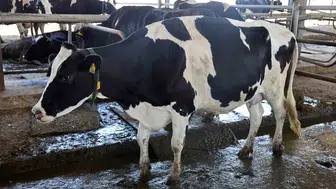 Adana'da ineklerin genetiği değişiyor