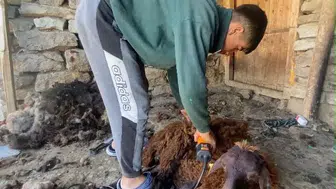 Patnos yaylalarında koyunlar için kırkım dönemi başladı