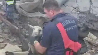 Sındırgı’da toprak altında kalan koyunları itfaiye kurtardı