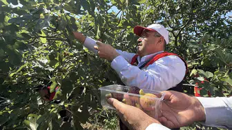 Balıkesir Havran’da siyah incir sezonu resmen açıldı