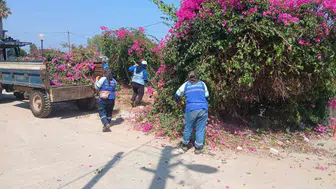 Didim’de belediye ekipleri yeşil alanları temizliyor
