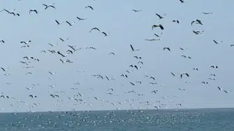 Leyleklerin Afrika yolculuğu Hatay semalarında görsel şölen yarattı