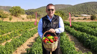 Bilecik’in meşhur Kamber Biberi tarlalara indi