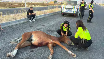 Aksaray'da feci kaza Yaralı at için 4 saatlik çile