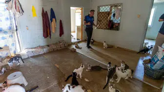 Mersin'de çöp ev ihbarı 100 kediyi ortaya çıkardı
