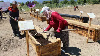 Safranbolu safranını köstebeklerden kurtaracak yöntemler deneniyor