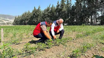 Hataylı üreticinin tarlasında verim mesaisi